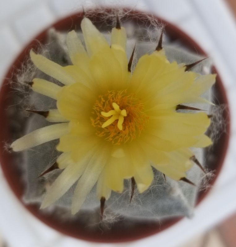 Una foto de Astrophytum myriostigma quadricostatum