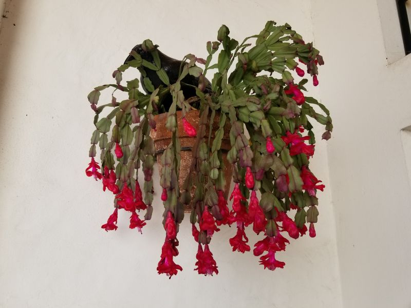 Una foto de Schlumbergera bridgesii