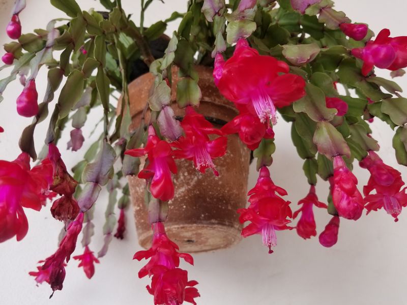 Una foto de Schlumbergera bridgesii