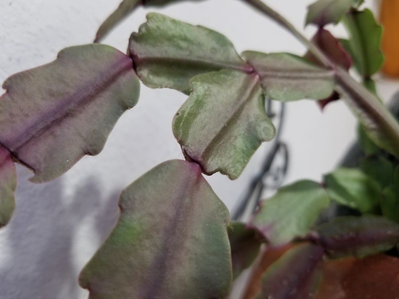 Una foto de Schlumbergera bridgesii