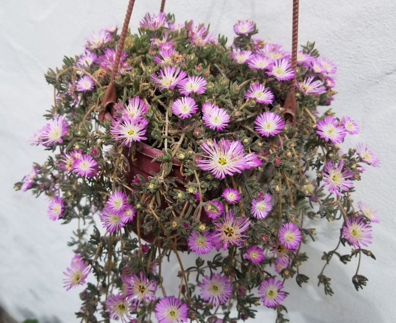 A photo of Drosanthemum floribundum