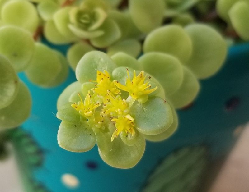 Una foto de Sedum makinoi  
