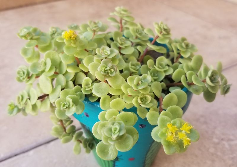 Una foto de Sedum makinoi  