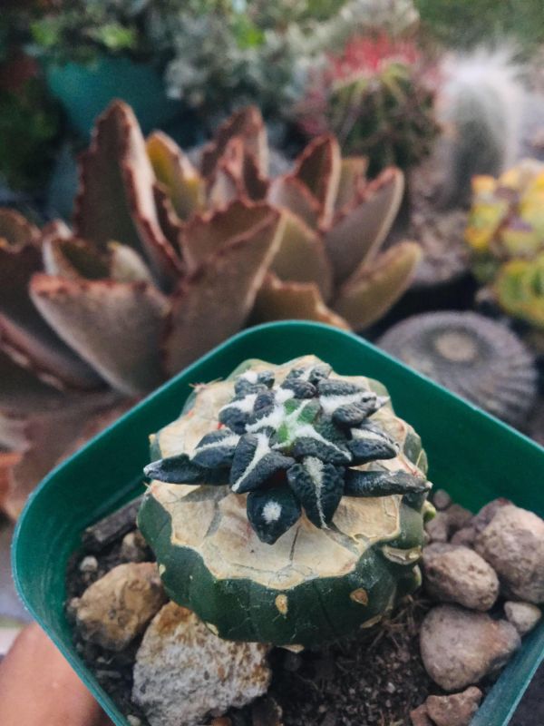 Una foto de Ariocarpus kotschoubeyanus
