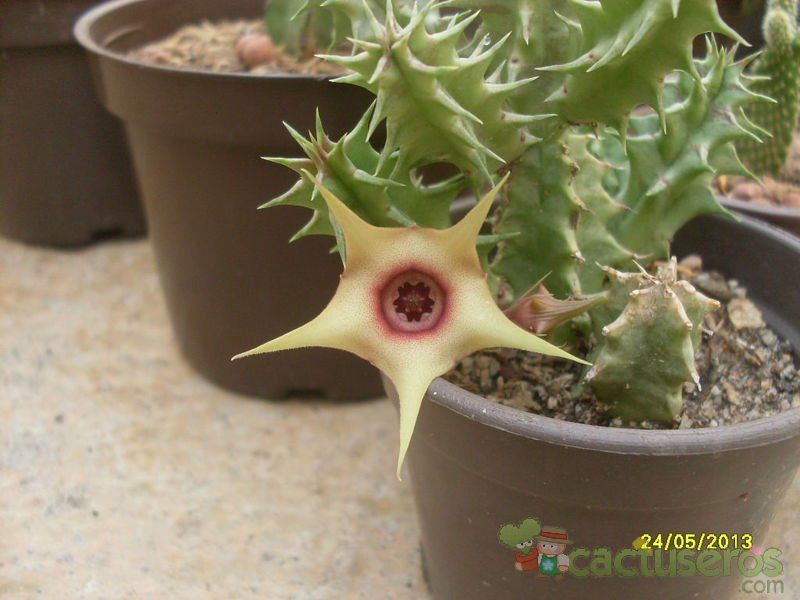 Una foto de Huernia laevis fma. Harras