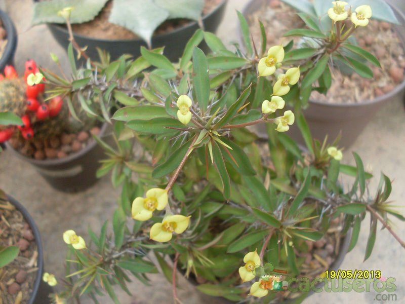 A photo of Euphorbia milii var. milii