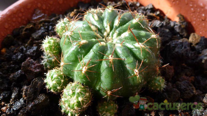 Una foto de Matucana polzii