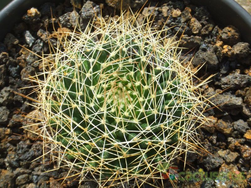 Una foto de Mammillaria decipiens ssp. decipiens