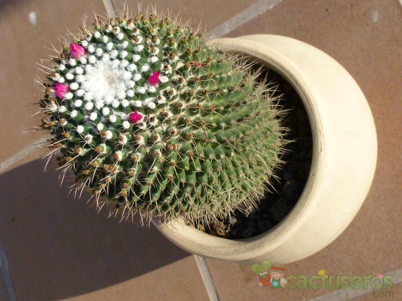 Una foto de Mammillaria polythele ssp polythele