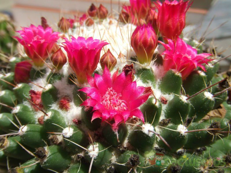 Una foto de Mammillaria polythele ssp polythele