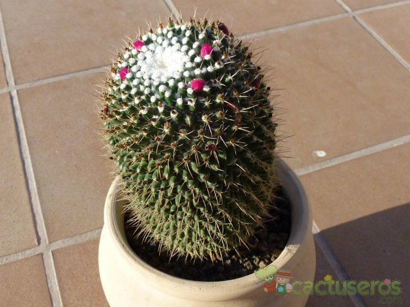 Una foto de Mammillaria polythele ssp polythele