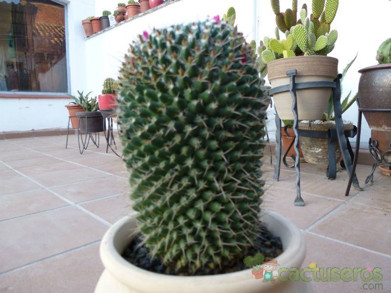Una foto de Mammillaria polythele ssp polythele