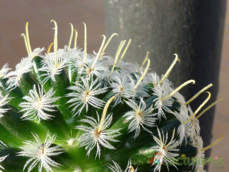 Una foto de Mammillaria duwei