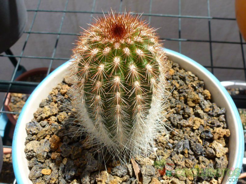 A photo of Espostoa lanata subsp. ruficeps