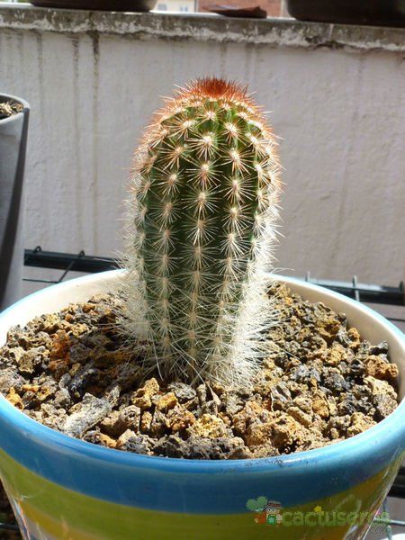 A photo of Espostoa lanata subsp. ruficeps