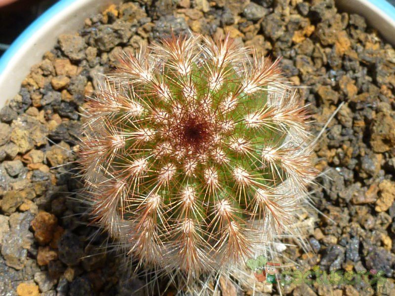 A photo of Espostoa lanata subsp. ruficeps