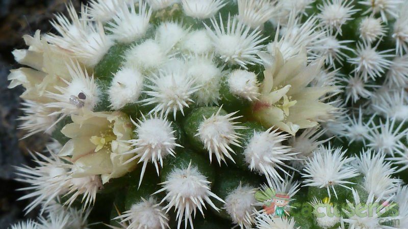 A photo of Mammillaria gracilis cv. Arizona Snowcap