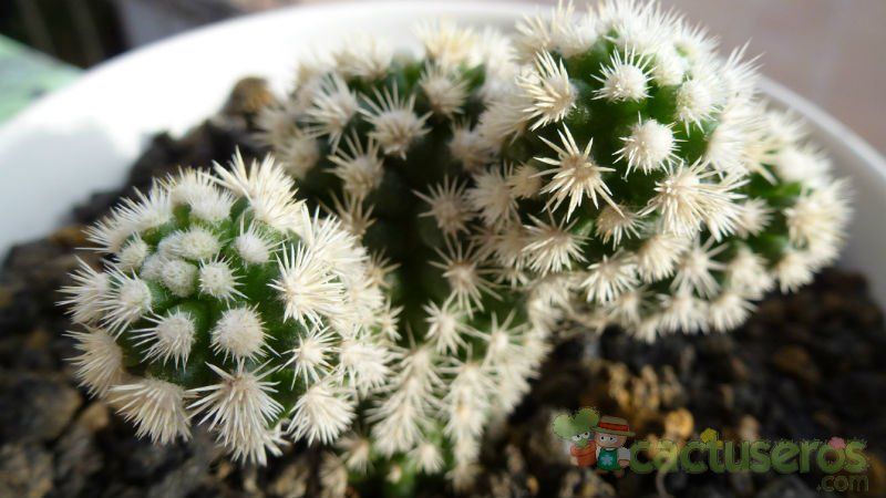 A photo of Mammillaria gracilis cv. Arizona Snowcap