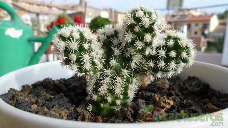 A photo of Mammillaria gracilis cv. Arizona Snowcap