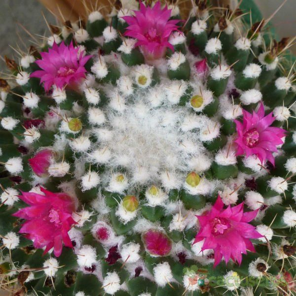 Una foto de Mammillaria polythele ssp polythele