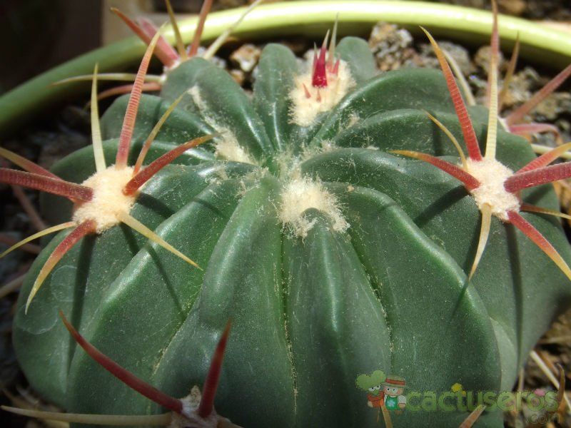 A photo of Ferocactus recurvus