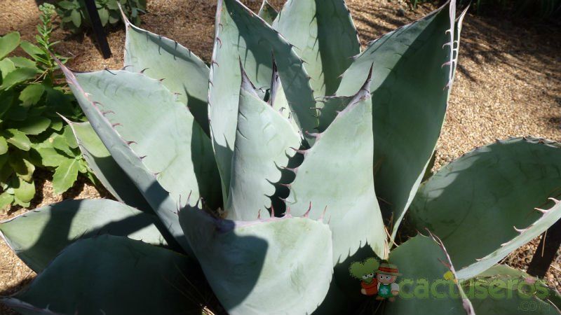 A photo of Agave parryi
