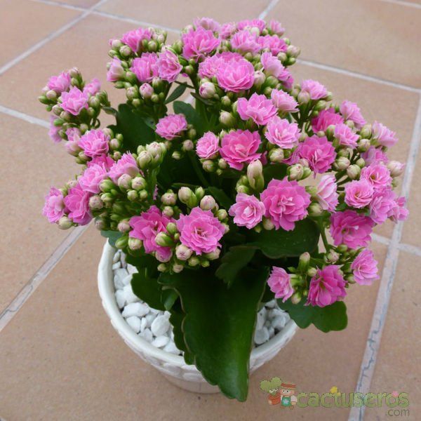 Una foto de Kalanchoe blossfeldiana