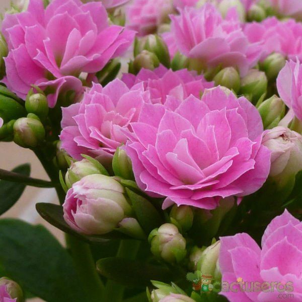 Una foto de Kalanchoe blossfeldiana