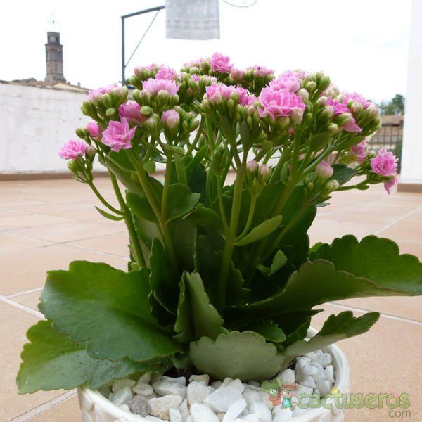 Una foto de Kalanchoe blossfeldiana