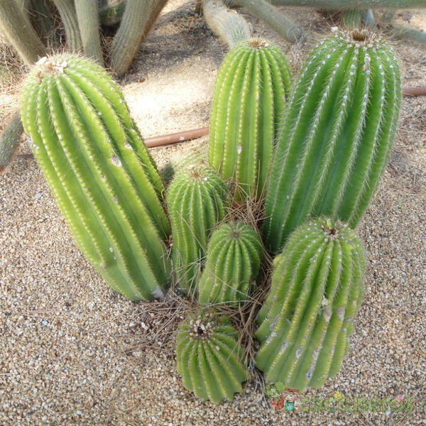 A photo of Neobuxbaumia polylopha