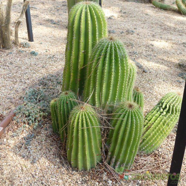 A photo of Neobuxbaumia polylopha