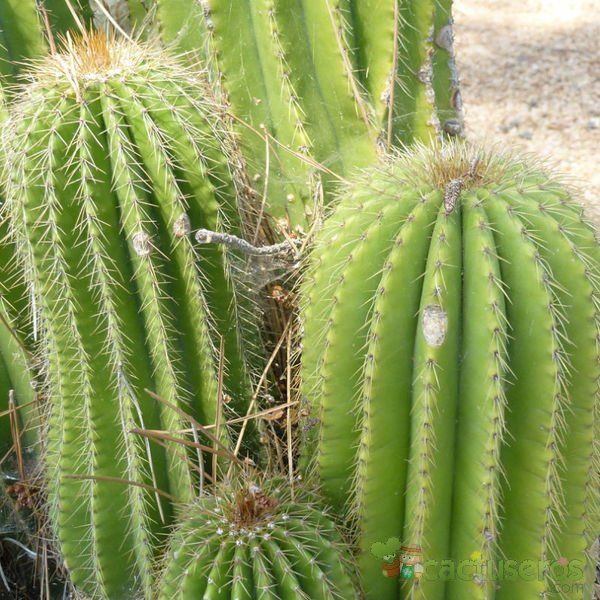 A photo of Neobuxbaumia polylopha