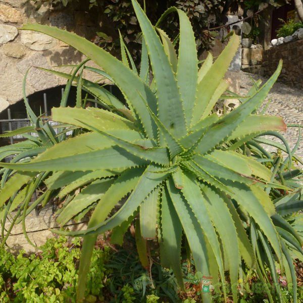 Una foto de Aloe arborescens