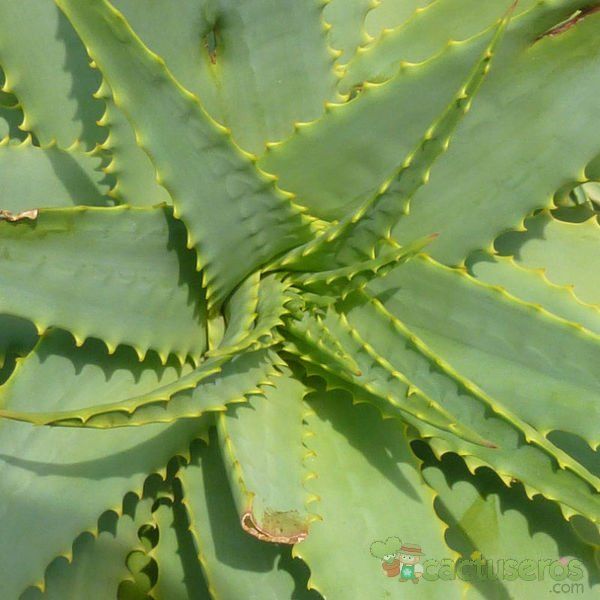 Una foto de Aloe arborescens