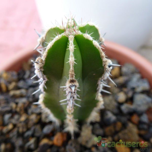 Una foto de Pachycereus marginatus