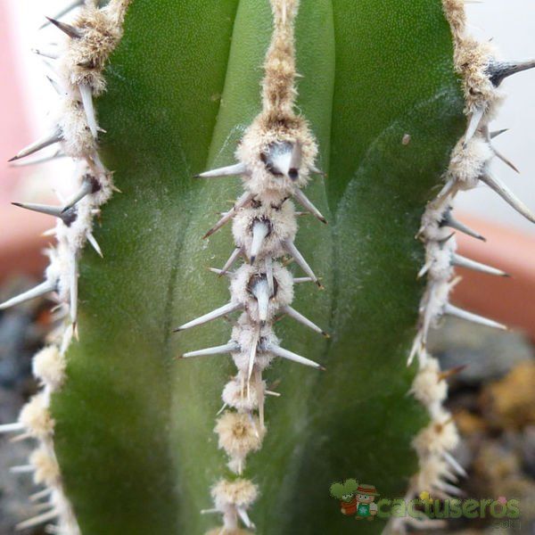 Una foto de Pachycereus marginatus