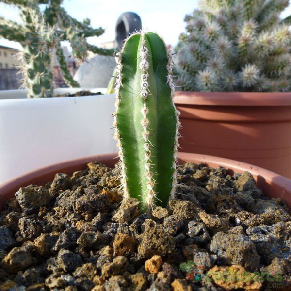 Una foto de Pachycereus marginatus