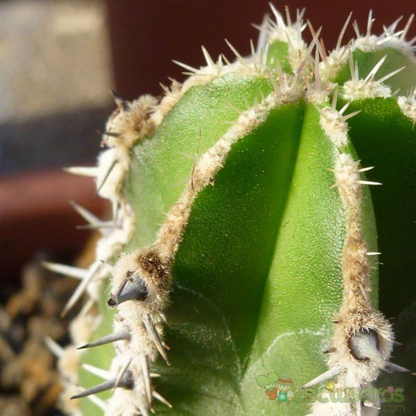 Una foto de Pachycereus marginatus