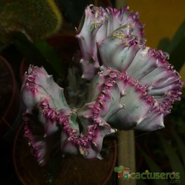 A photo of Euphorbia lactea fma. crestada variegada