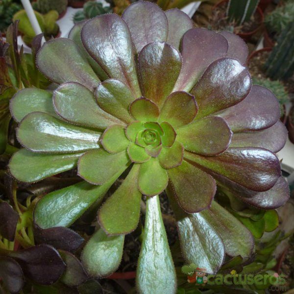 Una foto de Aeonium arboreum cv. artropurpureum