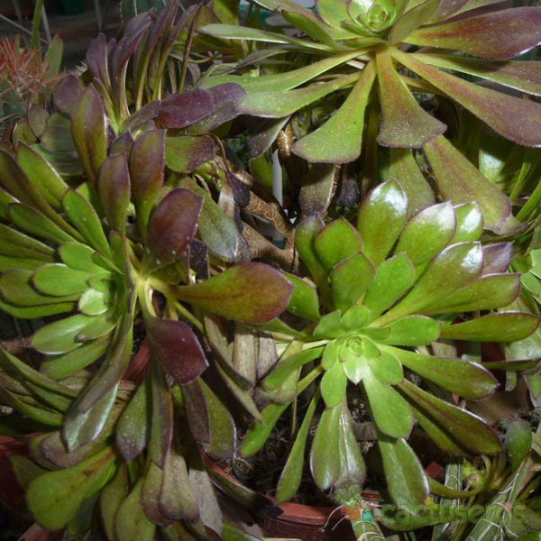 Una foto de Aeonium arboreum cv. artropurpureum