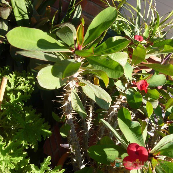 A photo of Euphorbia milii var. milii