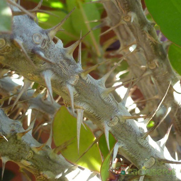 A photo of Euphorbia milii var. milii