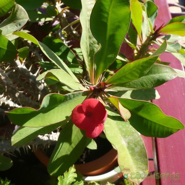 A photo of Euphorbia milii var. milii