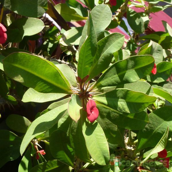 A photo of Euphorbia milii var. milii
