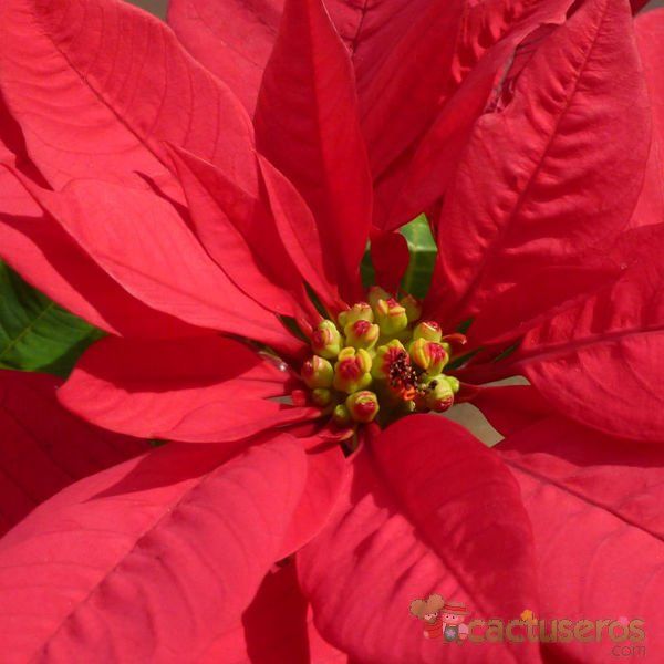 A photo of Euphorbia pulcherrima