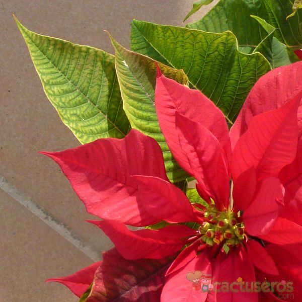 A photo of Euphorbia pulcherrima