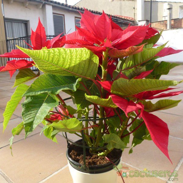 A photo of Euphorbia pulcherrima
