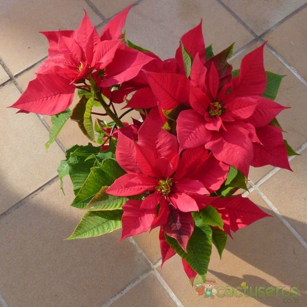 A photo of Euphorbia pulcherrima
