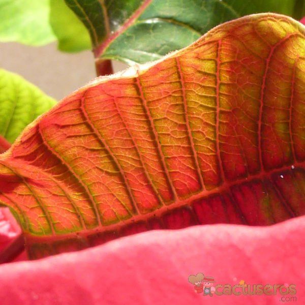A photo of Euphorbia pulcherrima